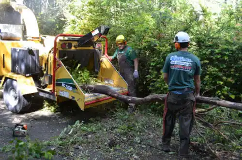 tree services Millsboro
